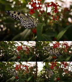 蝴蝶视频在线观看成人,在线探索成人生动画卷