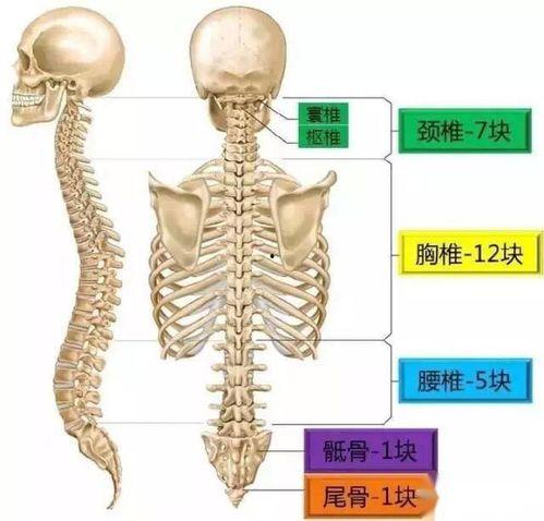 成人脊柱调理手法视频,专业指导，轻松掌握健康之道