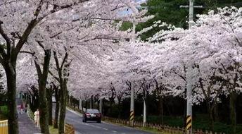 成人樱花岛视频,浪漫邂逅，激情绽放