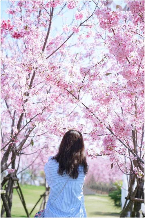 成人樱花岛视频,浪漫邂逅,激情绽放