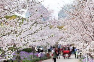 成人樱花岛视频,浪漫邂逅,激情绽放